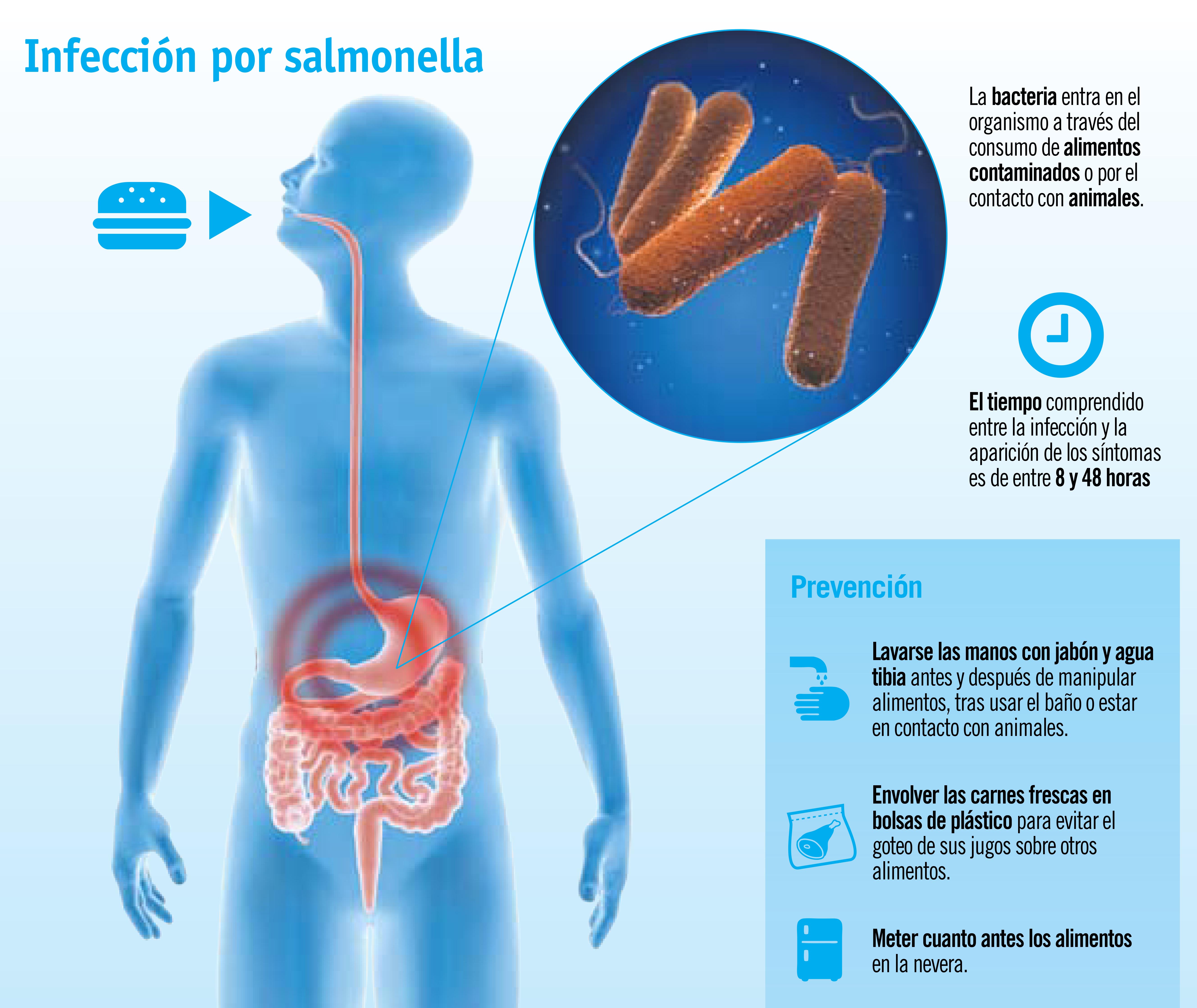 Salmonelosis: una intoxicación típica de verano